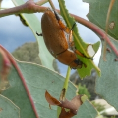 Anoplognathus sp. (genus) at Emu Creek - 3 Dec 2023