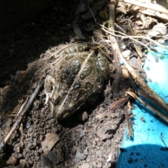 Limnodynastes tasmaniensis (Spotted Grass Frog) at Flea Bog Flat to Emu Creek Corridor - 22 Nov 2023 by JohnGiacon