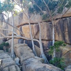 Pandanus tectorius (Pandanus, Screw Pine) at Arcadia, QLD - 14 Aug 2023 by WalkYonder