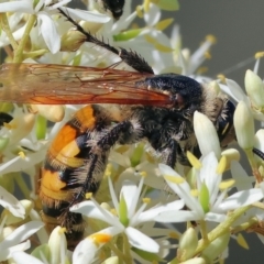 Radumeris tasmaniensis (Yellow Hairy Flower Wasp) at WREN Reserves - 3 Dec 2023 by KylieWaldon