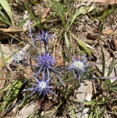 Eryngium ovinum (Blue Devil) at Emu Creek - 4 Dec 2023 by JohnGiacon