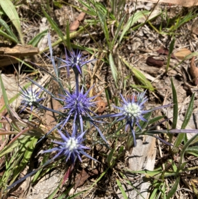 Eryngium ovinum (Blue Devil) at Flea Bog Flat to Emu Creek Corridor - 4 Dec 2023 by JohnGiacon
