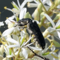 Eleale simplex (Clerid beetle) at WREN Reserves - 2 Dec 2023 by KylieWaldon