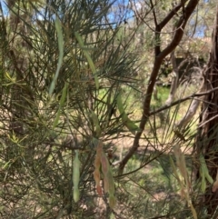 Acacia boormanii (Snowy River Wattle) at Flea Bog Flat to Emu Creek Corridor - 4 Dec 2023 by JohnGiacon