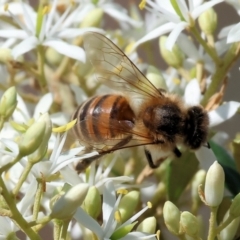 Apis mellifera at Wodonga, VIC - 2 Dec 2023 by KylieWaldon