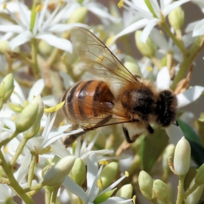 Apis mellifera (European honey bee) at WREN Reserves - 3 Dec 2023 by KylieWaldon
