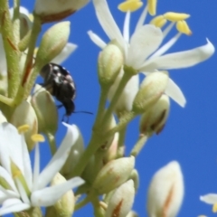 Mordellidae (family) (Unidentified pintail or tumbling flower beetle) at WREN Reserves - 3 Dec 2023 by KylieWaldon