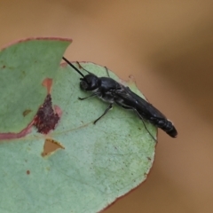 Rhagigaster ephippiger at WREN Reserves - 1 Dec 2023 by KylieWaldon