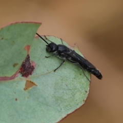 Rhagigaster ephippiger at Wodonga, VIC - 30 Nov 2023 by KylieWaldon