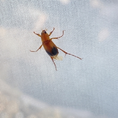 Phyllotocus macleayi (Nectar scarab) at Aranda, ACT - 4 Dec 2023 by Jubeyjubes