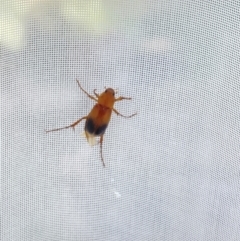 Phyllotocus macleayi at Aranda, ACT - 5 Dec 2023