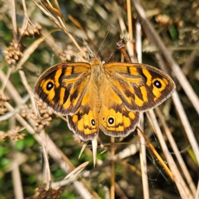 Heteronympha merope (Common Brown Butterfly) at QPRC LGA - 4 Dec 2023 by MatthewFrawley