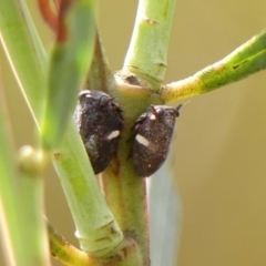 Bathyllus albicinctus (Spittlebug, Froghopper) at Wingecarribee Local Government Area - 30 Nov 2023 by Curiosity