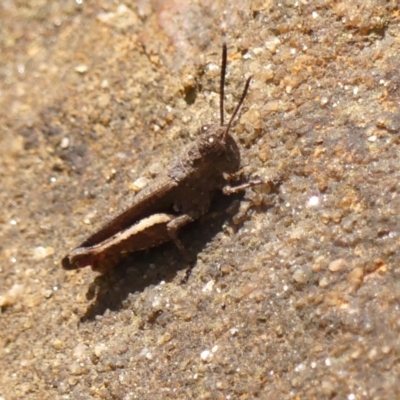 Cirphula pyrrhocnemis (Variable Cirphula) at Hill Top - 1 Dec 2023 by Curiosity