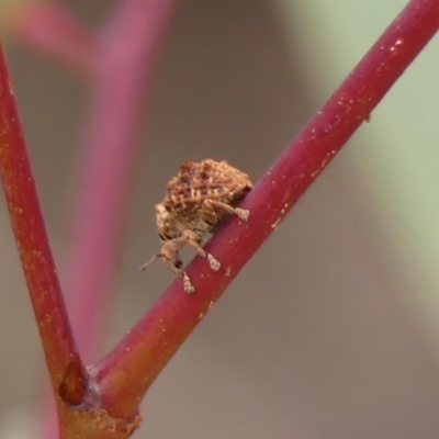 Oxyops fasciculatus at Hill Top, NSW - 30 Nov 2023 by Curiosity