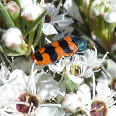 Castiarina crenata (Jewel beetle) at QPRC LGA - 4 Dec 2023 by Paul4K