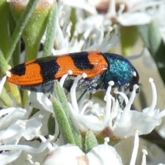 Castiarina crenata at Bicentennial Park - 5 Dec 2023