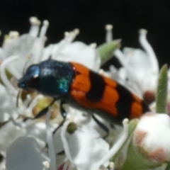 Castiarina crenata at Bicentennial Park - 5 Dec 2023