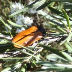 Castiarina rufipennis (Jewel beetle) at Queanbeyan West, NSW - 4 Dec 2023 by Paul4K