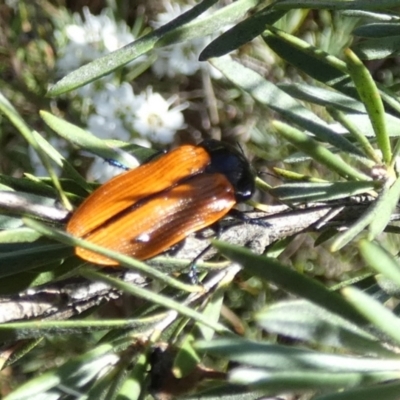 Castiarina rufipennis (Jewel beetle) at Queanbeyan West, NSW - 4 Dec 2023 by Paul4K