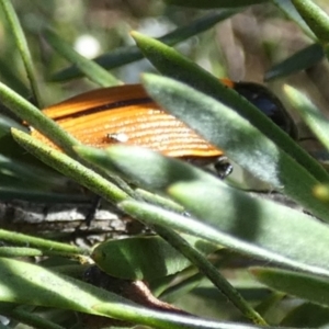 Castiarina rufipennis at QPRC LGA - 5 Dec 2023