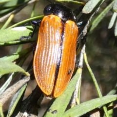 Castiarina rufipennis at QPRC LGA - 5 Dec 2023