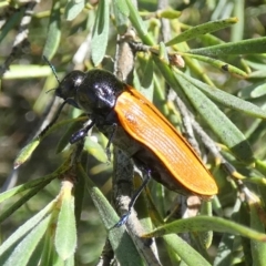 Castiarina rufipennis at QPRC LGA - 5 Dec 2023