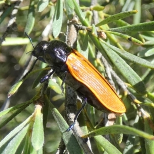 Castiarina rufipennis at QPRC LGA - 5 Dec 2023