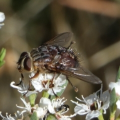 Rutilia sp. (genus) (A Rutilia bristle fly, subgenus unknown) at Bicentennial Park - 5 Dec 2023 by Paul4K