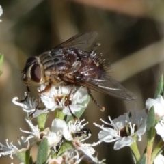 Rutilia sp. (genus) at QPRC LGA - 5 Dec 2023