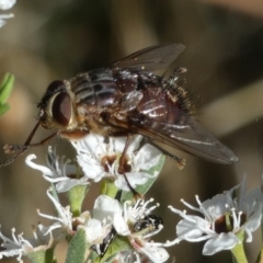 Rutilia sp. (genus) at QPRC LGA - 5 Dec 2023