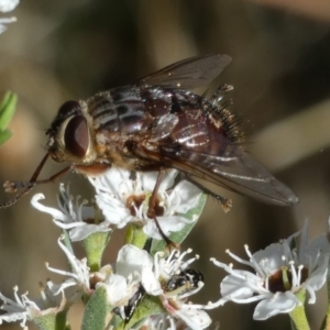 Rutilia sp. (genus) at QPRC LGA - 5 Dec 2023