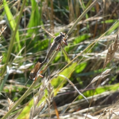 Unidentified Robber fly (Asilidae) at Queanbeyan West, NSW - 4 Dec 2023 by Paul4K