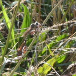 Asilinae sp. (subfamily) at QPRC LGA - 5 Dec 2023