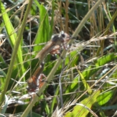 Asilinae sp. (subfamily) at QPRC LGA - 5 Dec 2023