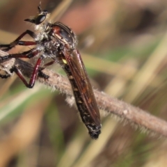 Chrysopogon muelleri (Robber fly) at Isaacs Ridge and Nearby - 5 Dec 2023 by SandraH