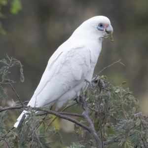 Cacatua sanguinea at QPRC LGA - 24 Nov 2023 06:51 PM