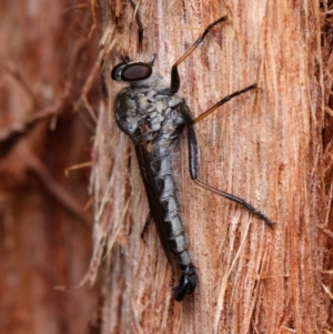 Cerdistus sp. (genus) at Downer, ACT - 5 Dec 2023 10:42 AM