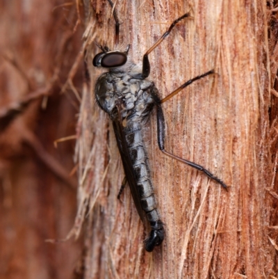 Cerdistus sp. (genus) (Slender Robber Fly) at Downer, ACT - 5 Dec 2023 by RobertD