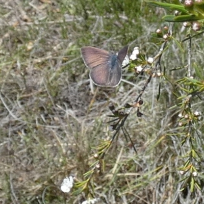 Erina (genus) (A dusky blue butterfly) at Boro - 3 Dec 2023 by Paul4K