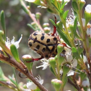 Neorrhina punctata at Mount Taylor - 4 Dec 2023