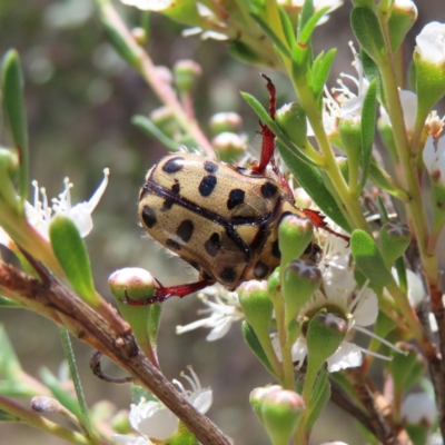 Neorrhina punctatum (Spotted flower chafer) at Mount Taylor - 4 Dec 2023 by MatthewFrawley