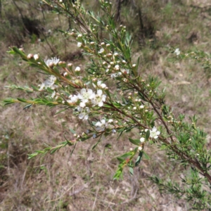 Kunzea ericoides at Mount Taylor - 4 Dec 2023 01:51 PM