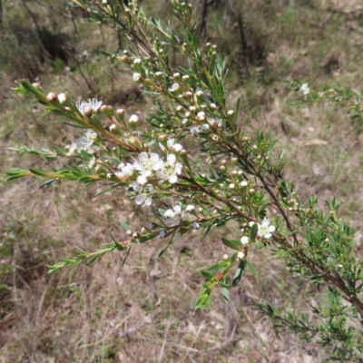 Kunzea ericoides (Burgan) at Mount Taylor - 4 Dec 2023 by MatthewFrawley