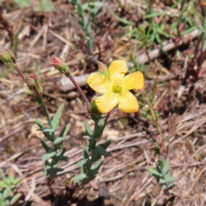 Hypericum gramineum at Mount Taylor - 4 Dec 2023