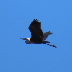 Ardea pacifica (White-necked Heron) at Mount Taylor - 4 Dec 2023 by MatthewFrawley