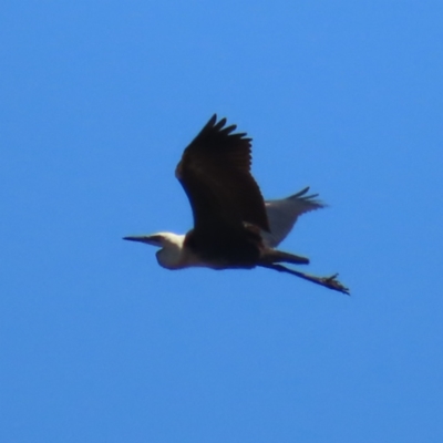 Ardea pacifica (White-necked Heron) at Mount Taylor - 4 Dec 2023 by MatthewFrawley