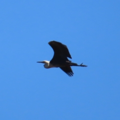 Ardea pacifica at Mount Taylor - 4 Dec 2023 01:59 PM