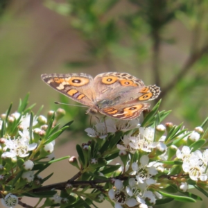 Junonia villida at Mount Taylor - 4 Dec 2023 02:03 PM