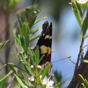 Vanessa itea at Mount Taylor - 4 Dec 2023 02:04 PM